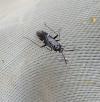 Cremnocephalus alpestris