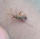 Closterotomus fulvomaculatus