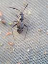 Cremnocephalus alpestris