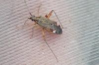 Closterotomus fulvomaculatus