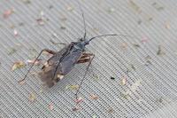 Closterotomus fulvomaculatus