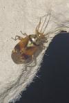 Lygus pratensis