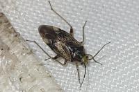 Lygus rugulipennis