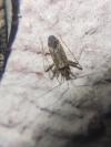 Phytocoris