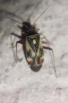 Polymerus unifasciatus