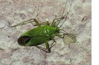 Calocoris affinis