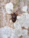 Pentatoma rufipes