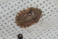 Eurygaster