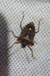 Pentatoma rufipes