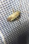 Adelphocoris lineolatus