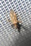 Phytocoris varipes