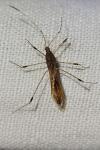 Metatropis rufescens