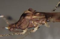 Metatropis rufescens