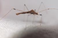 Metatropis rufescens