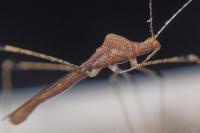 Metatropis rufescens