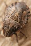 Sciocoris cursitans