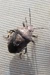 Rhacognathus punctatus