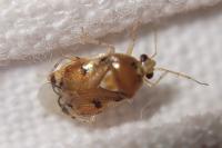 Deraeocoris lutescens