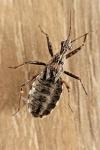 Coranus woodroffei