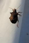 Picromerus bidens