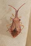 Haploprocta sulcicornis