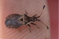 Spathocera dalmanii