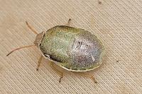 Piezodorus lituratus
