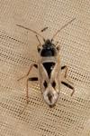 Xanthochilus quadratus
