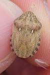 Eurygaster maura