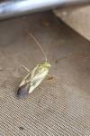 Adelphocoris lineolatus