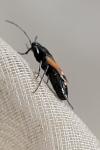 Pterotmetus staphyliniformis