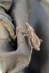 Himacerus apterus