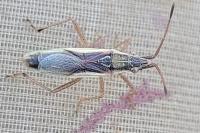Myrmus miriformis