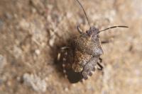 Rhacognathus punctatus