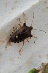 Pentatoma rufipes
