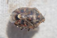 Holcogaster fibulata