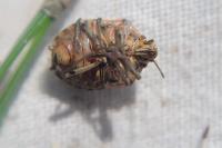 Holcogaster fibulata