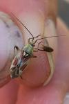 Calocoris roseomaculatus roseomaculatus