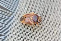 Strongylocoris luridus