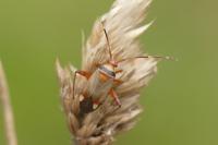 Adelphocoris vandalicus