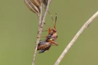 Adelphocoris vandalicus
