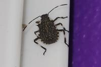 Halyomorpha halys