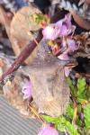 Picromerus bidens