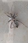 Coranus woodroffei