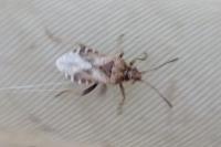 Stictopleurus