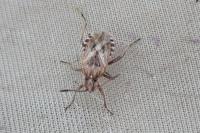 Stictopleurus