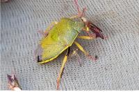 Piezodorus lituratus