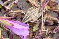 Aelia acuminata