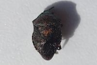 Rhacognathus punctatus