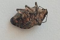 Rhacognathus punctatus
